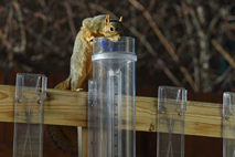 NWS and CoCoRaHS Precipitation Retrievals