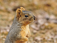 Squirrel in the wind